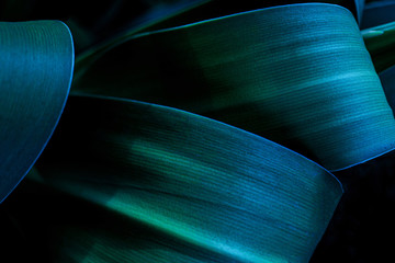 abstract green leaf textures on dark blue tone, natural green background
