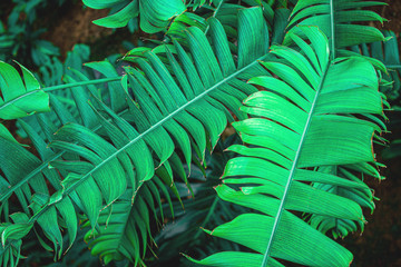 Fototapeta na wymiar abstract green leaf textures on dark blue tone, natural green background