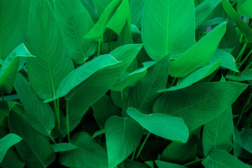 Fototapeta na wymiar abstract green leaf textures on dark blue tone, natural green background