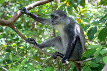Wild endemic blue monkey sitting on the branch in tropical forest on the island of Zanzibar, Tanzania, East Africa