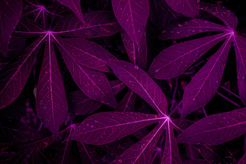 abstract purple leaf texture, nature background, tropical leaf