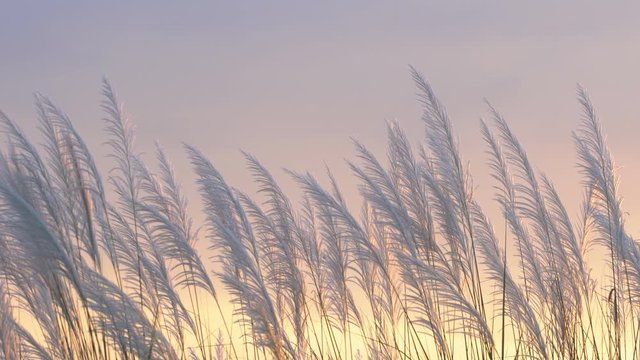 wind blowing reeds flower with sunset lighting