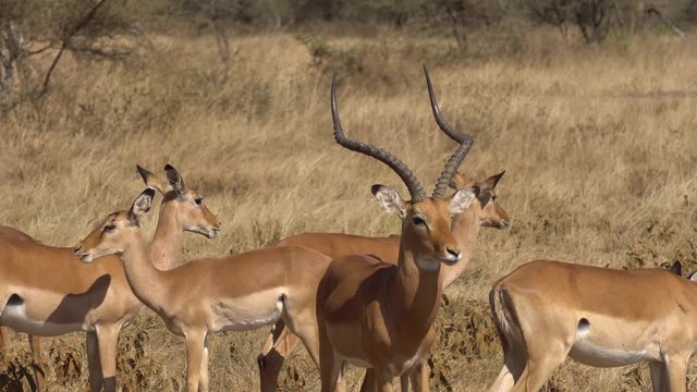 Impala Antelope aka Gazelle Family on Pasture of Savanna Close Up. Friendly Animal in Natural Habitat