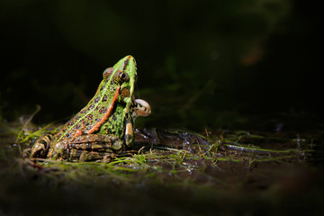 Wasserfrosch oder Grünfrosch  (Pelophylax „esculentus) Balzruf am Teich