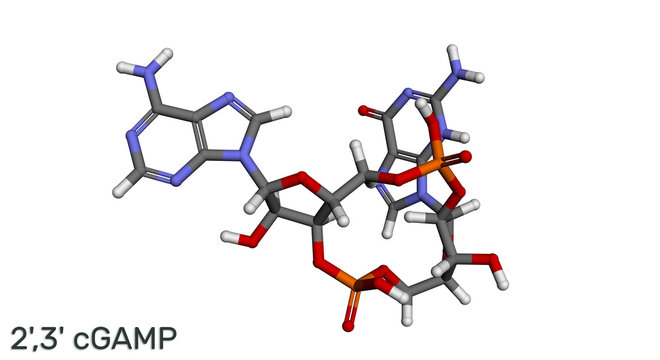 C-GMP-AMP, 2',3' cGAMP, cyclic guanosine monophosphate-adenosine monophosphate molecule. Molecular model