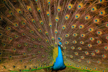 Obraz premium Blaue Pfau (Pavo cristatus) Balz, schlägt Rad