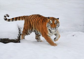 Fototapeta na wymiar Sibirische Tiger (Panthera tigris altaica) schleicht sich an 