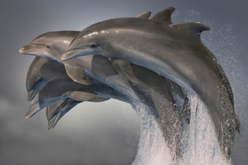 Große Tümmler (Tursiops truncatus) Gruppe springt aus dem Wasser