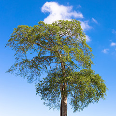 Big tall green tree with leaf and blue sky.