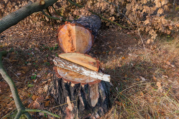 Stump and tree trunk that was cut down with chainsaw