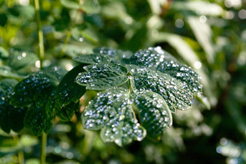 Green leaf with large drops of rain, dew on a background of other green wet leaves. Drops glisten in the sun. The end of the rain. Early morning. Nice sunny day