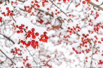 Photography Red  rowanberry under snow, background, mountain ash, hawthorn. Wallpaper.