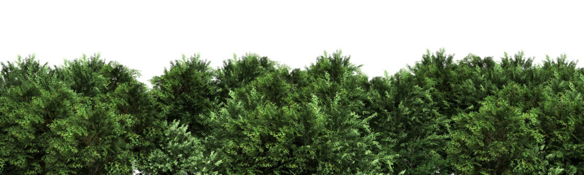 Green trees isolated on white background Forest and foliage in summer 3d render