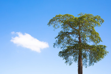 Big tall green tree with leaf and blue sky and cloud.