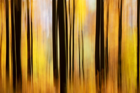 Beech Tree Forest in Fall Blurred by Intentional Camera Movement