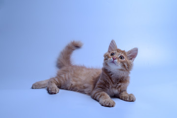 red cat on white background