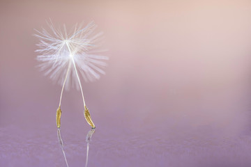 Dance with a star...!