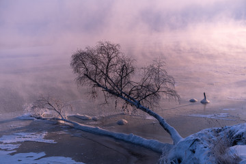 Frozen birch on the banks of the Angara on a cold winter morning