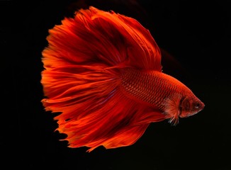 red fish in aquarium