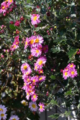 Obraz premium 菊の花