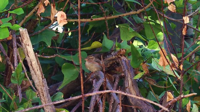 A group of house sparrows (Passer domesticus) on a flame-of-the-forest tree (Butea Monosperma)