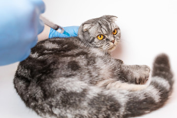 Gray scottish fold cat holding hands in medical gloves. A syringe is in one hand. The concept of veterinary medicine, vaccination, pet health.