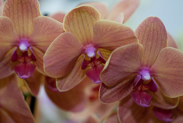 delicate bright orchid flowers with a beautiful texture