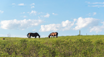 Rural landscape and two horses feeding on the green grass.1
