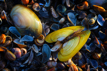 clams - obrazy, fototapety, plakaty