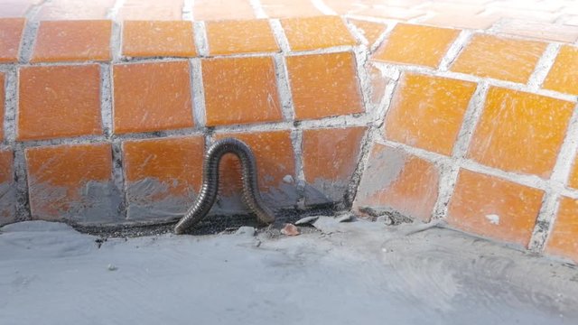 Scolopendra crawls along the tiles by the pool.
