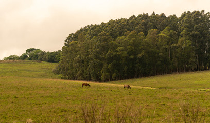 Rural landscape and two horses feeding on the green grass.2