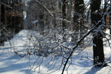 Winter tree branches covered with snow wonderland. Calm winter time image