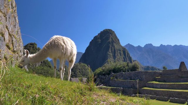 Alpaca grazing in well preserved Inca structures, buildings in ancient city of Machu Picchu in Peru. Wayna Picchu is located as background.
