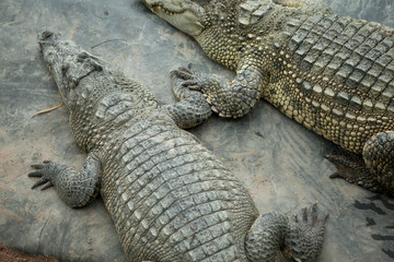 Fototapeta premium crocodile with mouth open