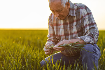 Portrait of senior farmer standing in young wheat field holding crop in his hands.