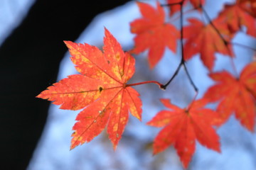 日本・秩父　山頂の風景