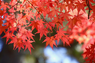 秋の福満虚空蔵尊円蔵寺（福島県・柳津町）