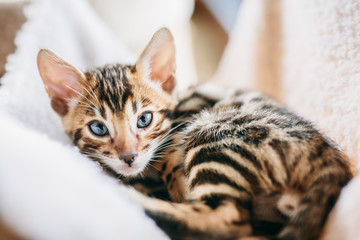 Young Bengal kitten resting on cat tree at home.