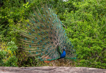 Obraz premium Peacock with a spread tail stands on a stone in the background of the jungle. Sri Lanka. Yala National park