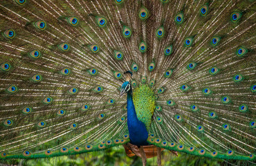 Fototapeta premium Portrait of a peacock on the background of his tail. Close-up. Sri Lanka. Yala National park