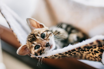 Young Bengal kitten resting on cat tree at home.
