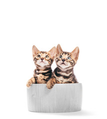 Two young Bengal cats portrait in a wooden bowl. Isolated on white
