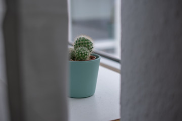 Kaktus auf Fensterbank hinter Gardine
