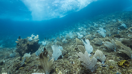 Seascape of coral reef in Caribbean Sea / Curacao with Gorgonian Coral and sponge