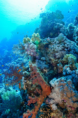 Plakat Coral Reef at the Red Sea, Egypt