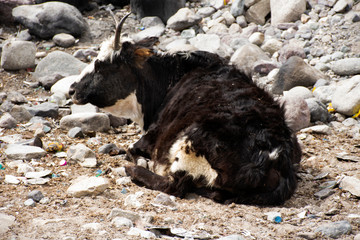 Yak or Bos grunniens resting on stone floor while winter season at Leh Ladakh in Jammu and Kashmir, India