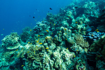 Obraz na płótnie Canvas underwater scene with coral reef and fish,Sea in southern Thailand.