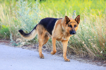 German shepherd walks on the road