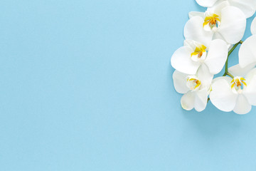 White Phalaenopsis orchid flowers on blue background. Top view, flat lay. Tropical flower, branch of orchid close up. Beautiful orchid background. 