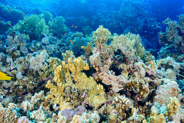 Coral Reef at the Red Sea, Egypt